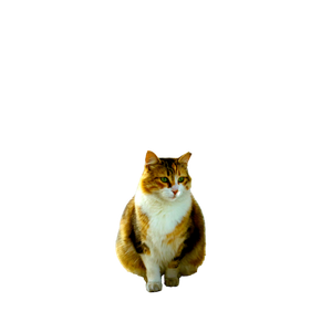 A Beautiful Cat Sits Serenely In A Historic Istanbul Courtyard, Embodying Charm And Tranquility. 12874 - Cat PNG image with transparent background